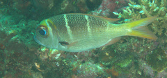 Monotaxis heterodon