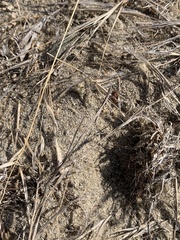 Pogonomyrmex occidentalis