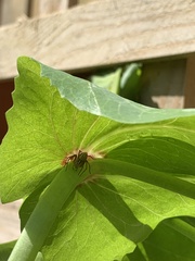 Oxyopes gracilipes