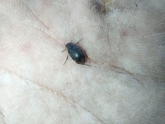 Berosus