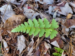 Dryopteris cristata