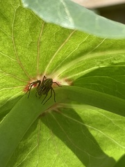 Oxyopes gracilipes