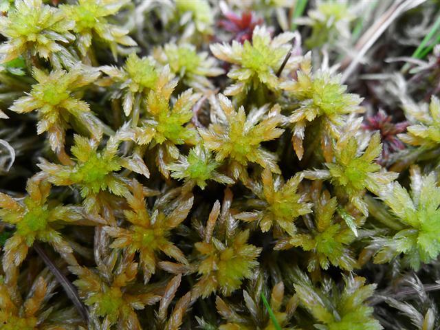 Sphagnum subfulvum