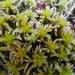 Sphagnum subfulvum - Photo (c) anónimo, algunos derechos reservados (CC BY-NC)