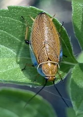 Ellipsidion humerale