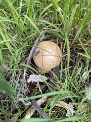 Agrocybe praecox