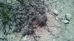 Coryphantha macromeris macromeris