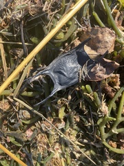 Leucoraja erinaceus