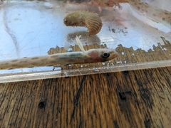 Bearded Eelpout photo 4