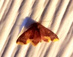 Lophosis labeculata