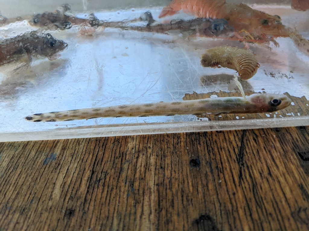 Bearded eelpout (Lyconema barbatum) — Zoarcidae