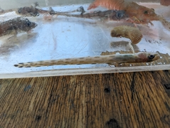Bearded Eelpout photo 5