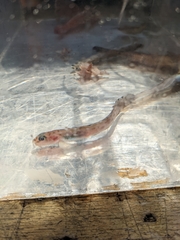Bearded Eelpout photo 3