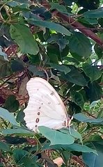 Morpho polyphemus polyphemus