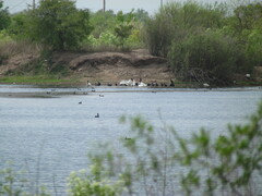 Cygnus melancoryphus