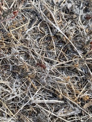 Pogonomyrmex occidentalis