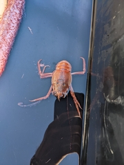 Grimothea planipes