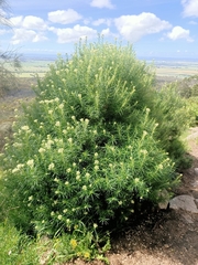 Cassinia longifolia