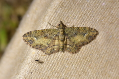 Pasiphilodes testulata