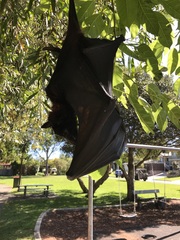 Pteropus alecto