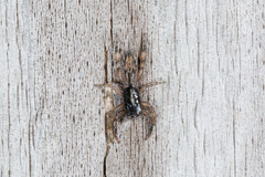 Holoplatys complanata