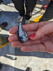 Argyropelecus affinis