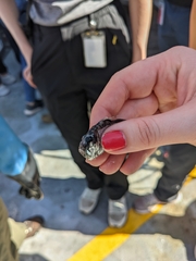 Argyropelecus affinis