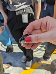 Argyropelecus affinis