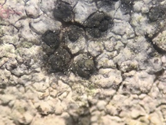 Placidiopsis hypothallina