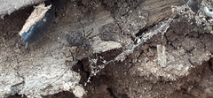 Scytodes globula