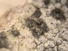 Placidiopsis hypothallina