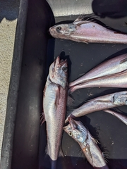 Merluccius productus