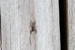 Holoplatys complanata