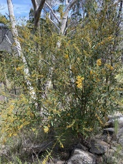 Daviesia leptophylla