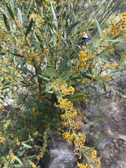 Daviesia leptophylla