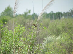 Myiophobus fasciatus