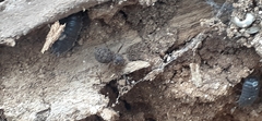 Scytodes globula
