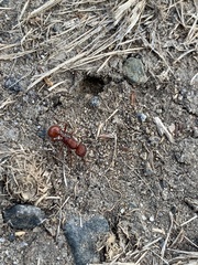 Pogonomyrmex occidentalis