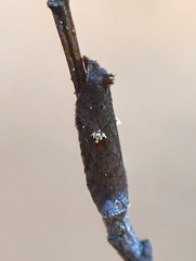 Acleris bowmanana