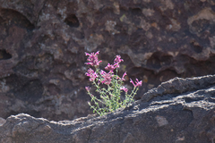 Agastache cana