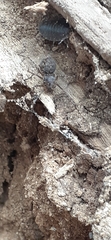 Scytodes globula
