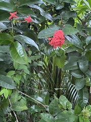 Ixora