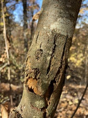 Cryphonectria parasitica