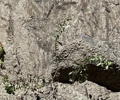 Scutellaria californica