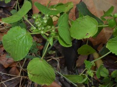 Acalypha ostryifolia