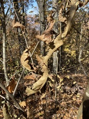 Cryphonectria parasitica