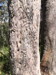Angophora costata