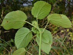 Acalypha ostryifolia