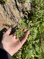 Scutellaria californica