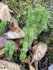 Lycopodiales